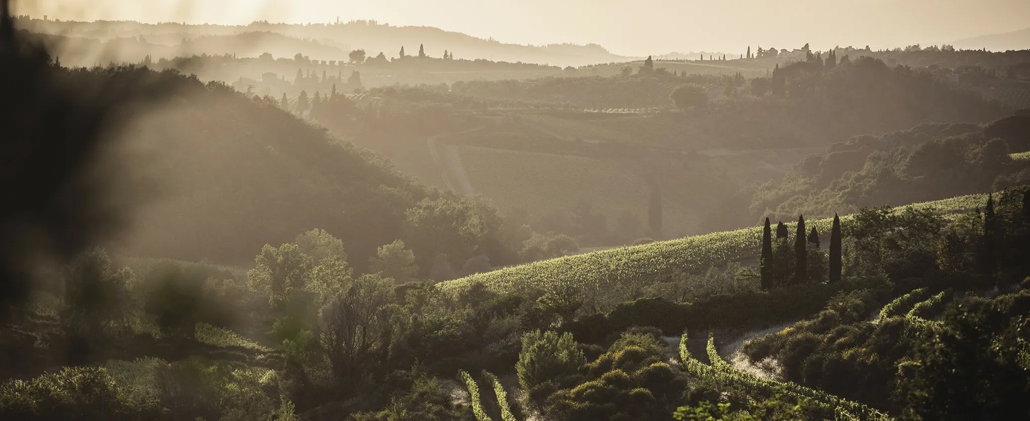 Rolling vineyard hills in Tuscany at sunset, with rows of grapevines, trees, and distant silhouettes of cypress trees in hazy golden light.