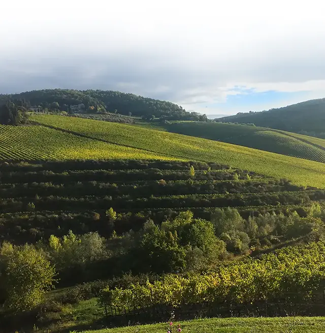 An Ariel photo of Tenuta Tignanello vineyards and stunning lush green landscape (mobile).