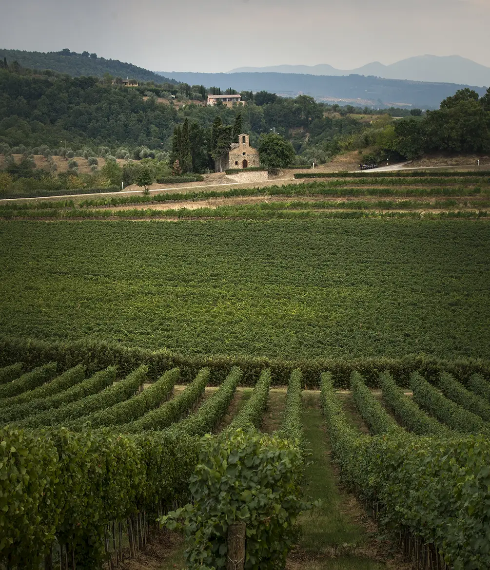 San Giovanni, CDS Vineyards.