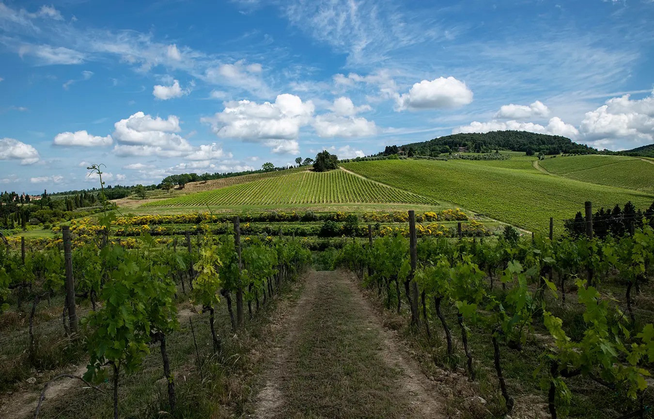 Vineyards with blues skies and white clouds.
