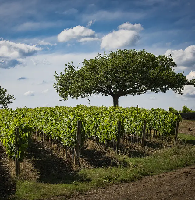 Paesaggi Vineyards (mobile).