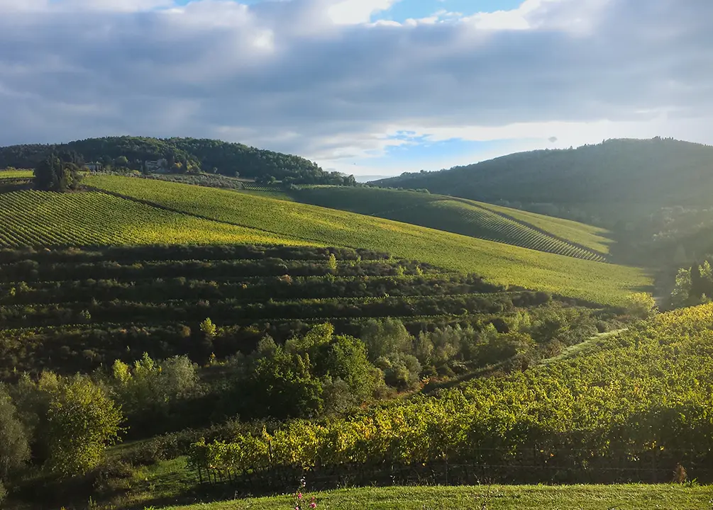 Beautifully rolling vineyards of Tenuta Tignanello.