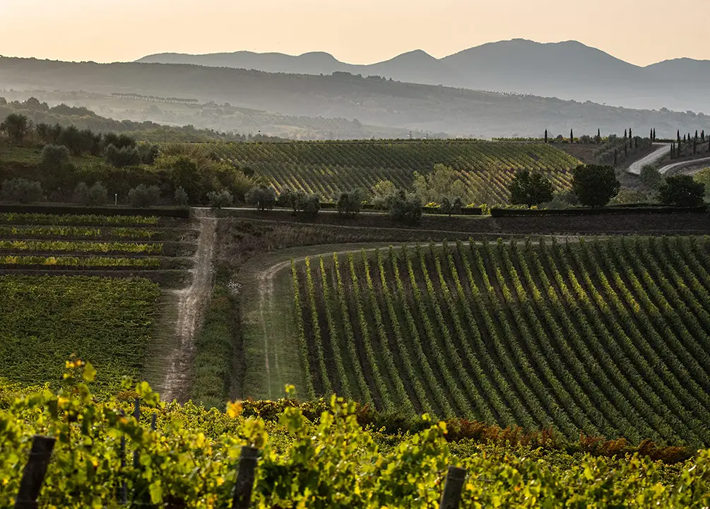 Castello della Sala Vineyards.