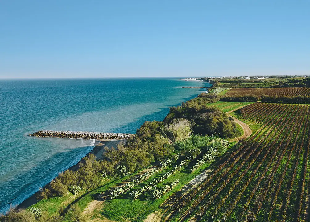 Vinattieri 1385 Tormaresca Vineyards.