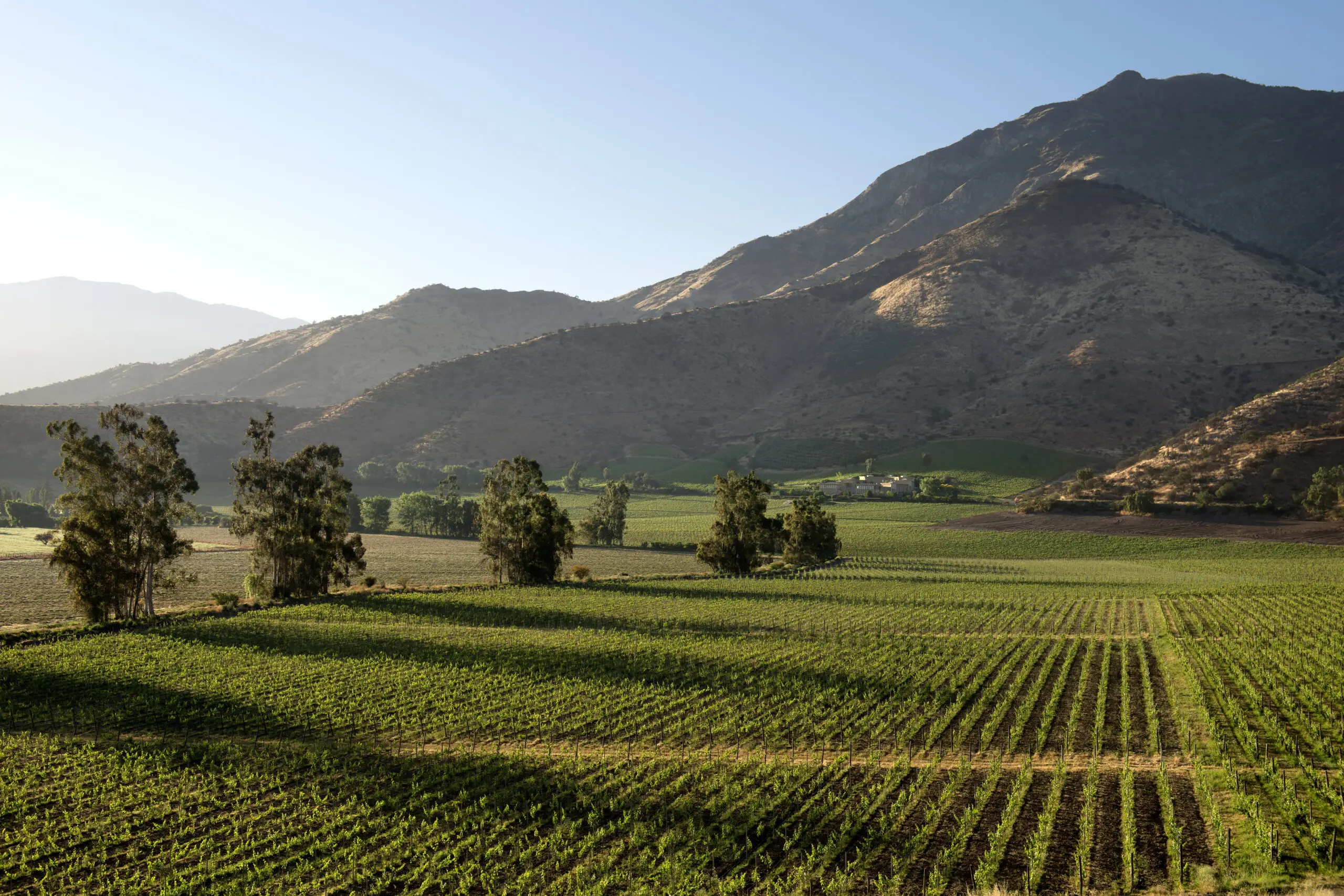 haras de Pirque vineyard