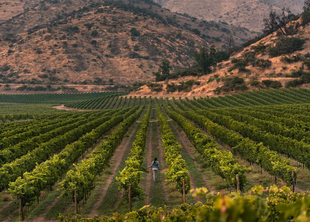 haras de Pirque vineyard